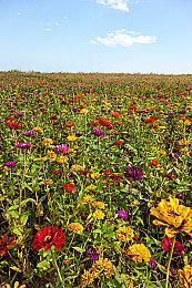 《狂野之心》PS4＆Switch版将于年内推出